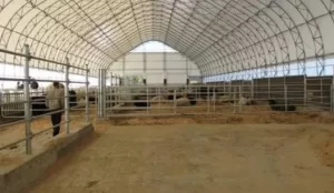 AGRICULTURE LIVESTOCK